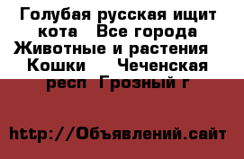 Голубая русская ищит кота - Все города Животные и растения » Кошки   . Чеченская респ.,Грозный г.